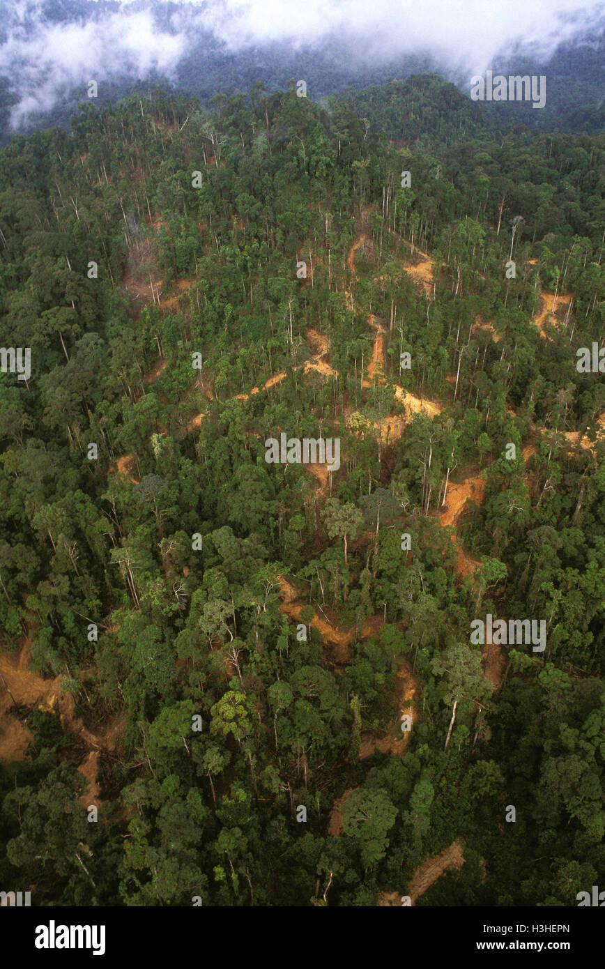 Lowland tropical rainforest with logging access roads, skid trails and log landings visible, Stock Photo