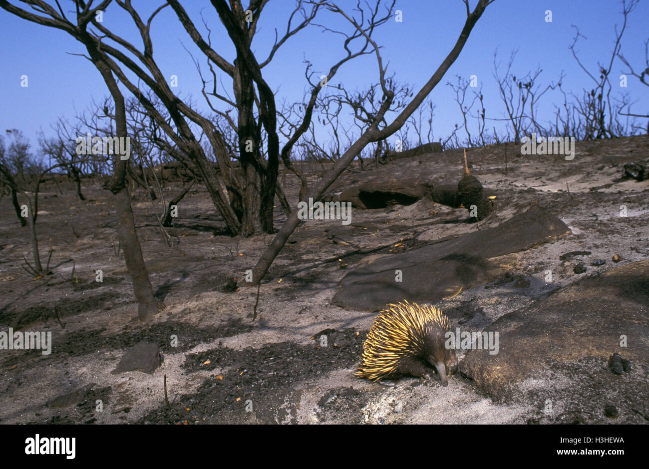 Short-beaked echidna (Tachyglossus aculeatus) Stock Photo
