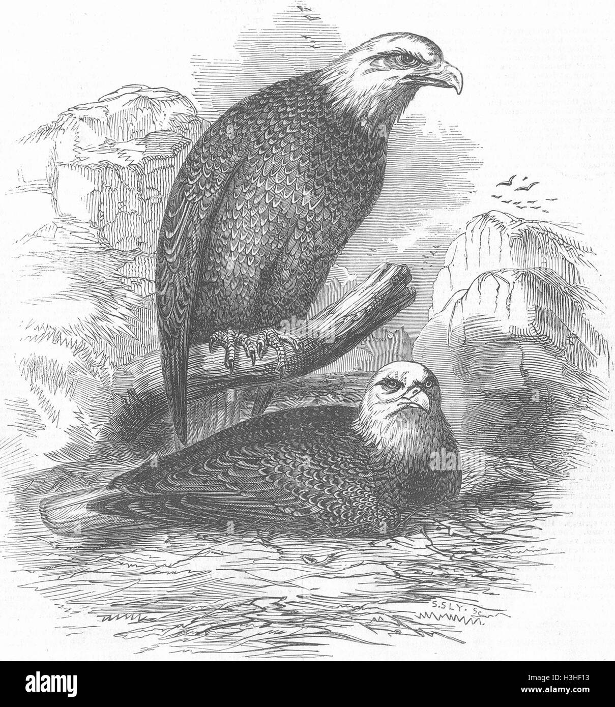 BIRDS White headed eagles 1845. Illustrated London News Stock Photo