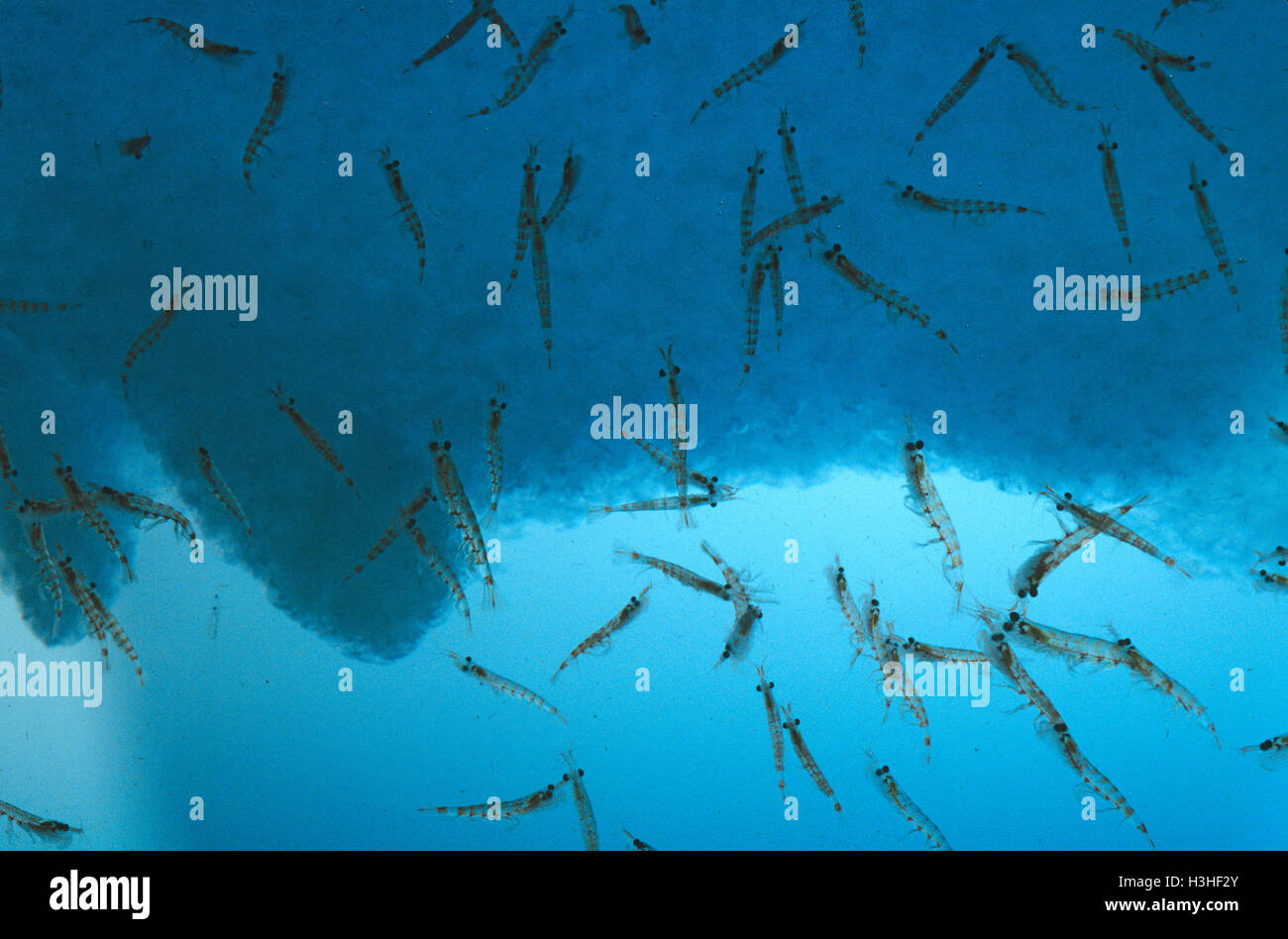 Antarctic krill (Euphausia superba) Stock Photo