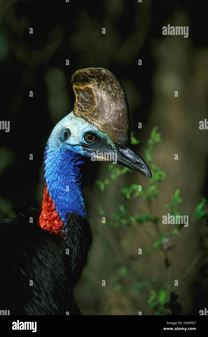 Southern cassowary (Casuarius casuarius) Stock Photo