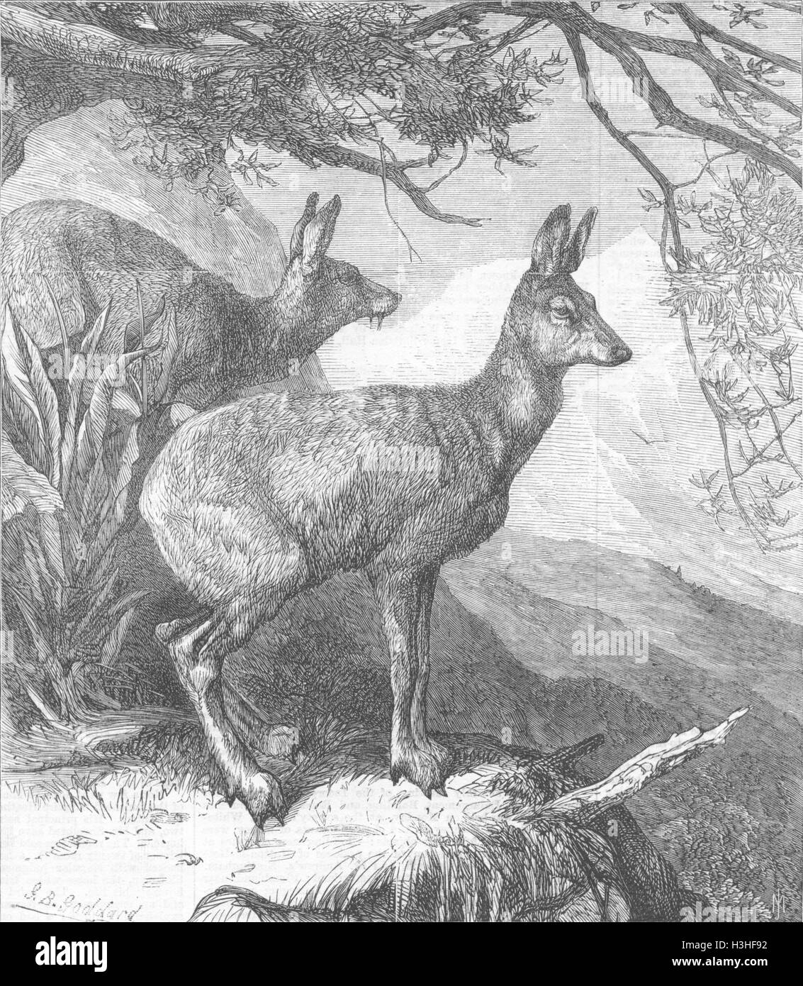 DEER The musk deer 1869. Illustrated London News Stock Photo