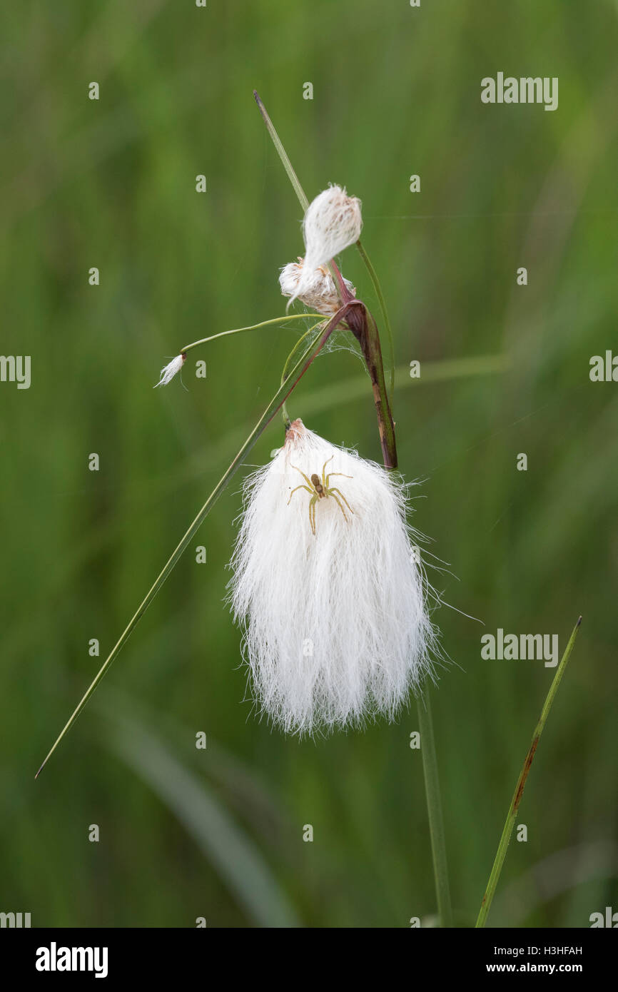 common cottongrass (Eriophorum angustifolium) flowers growing in field