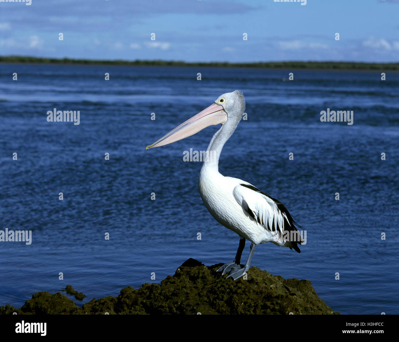 Australian pelican (Pelecanus conspicillatus) Stock Photo