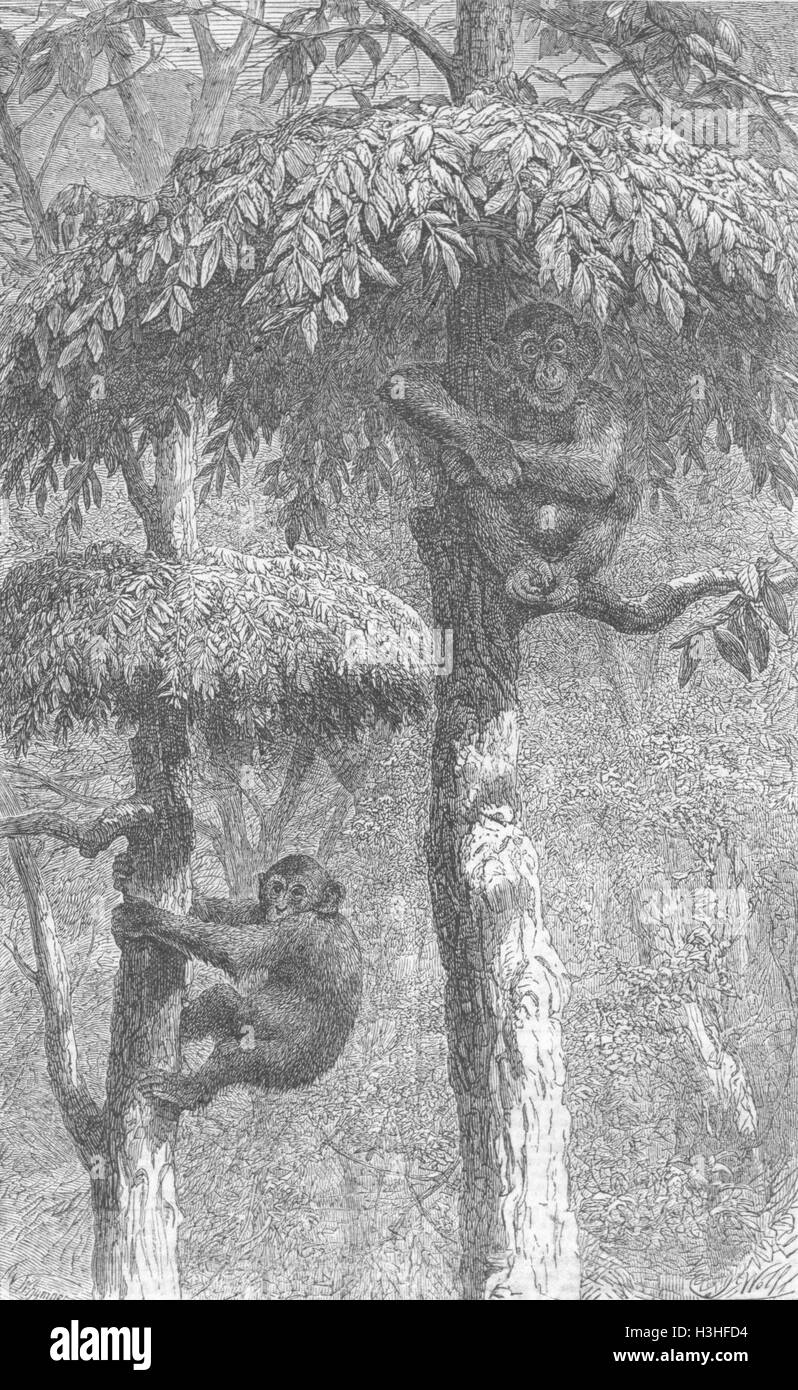 MONKEYS Nestbuilding ape, his shelter 1861. Illustrated London News