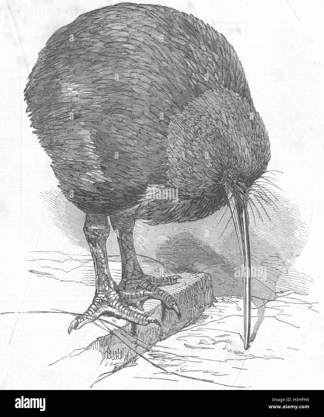 NEW ZEALAND Apteryx(Kiwi) 1851. Illustrated London News Stock Photo