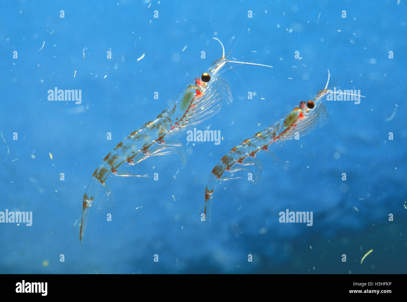 Antarctic krill (Euphausia superba) Stock Photo