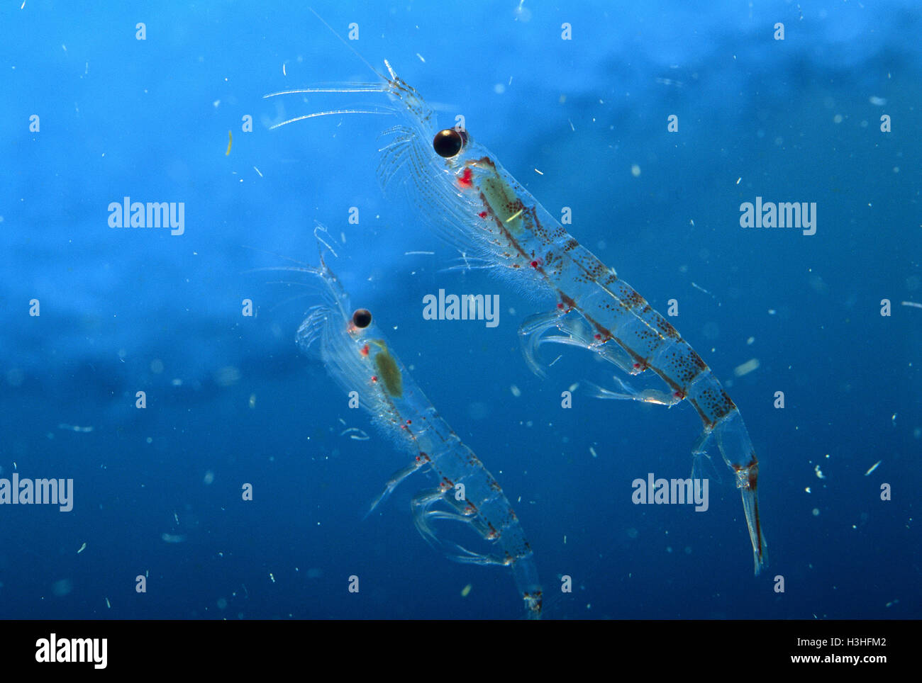 Antarctic krill (Euphausia superba) Stock Photo