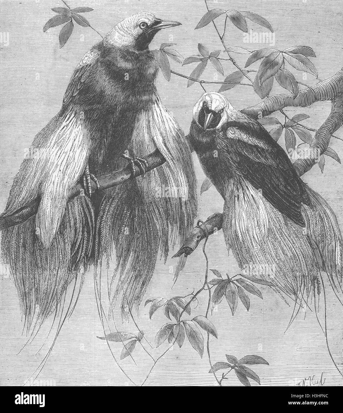 BIRDS Birds of Paradise 1862. Illustrated London News Stock Photo