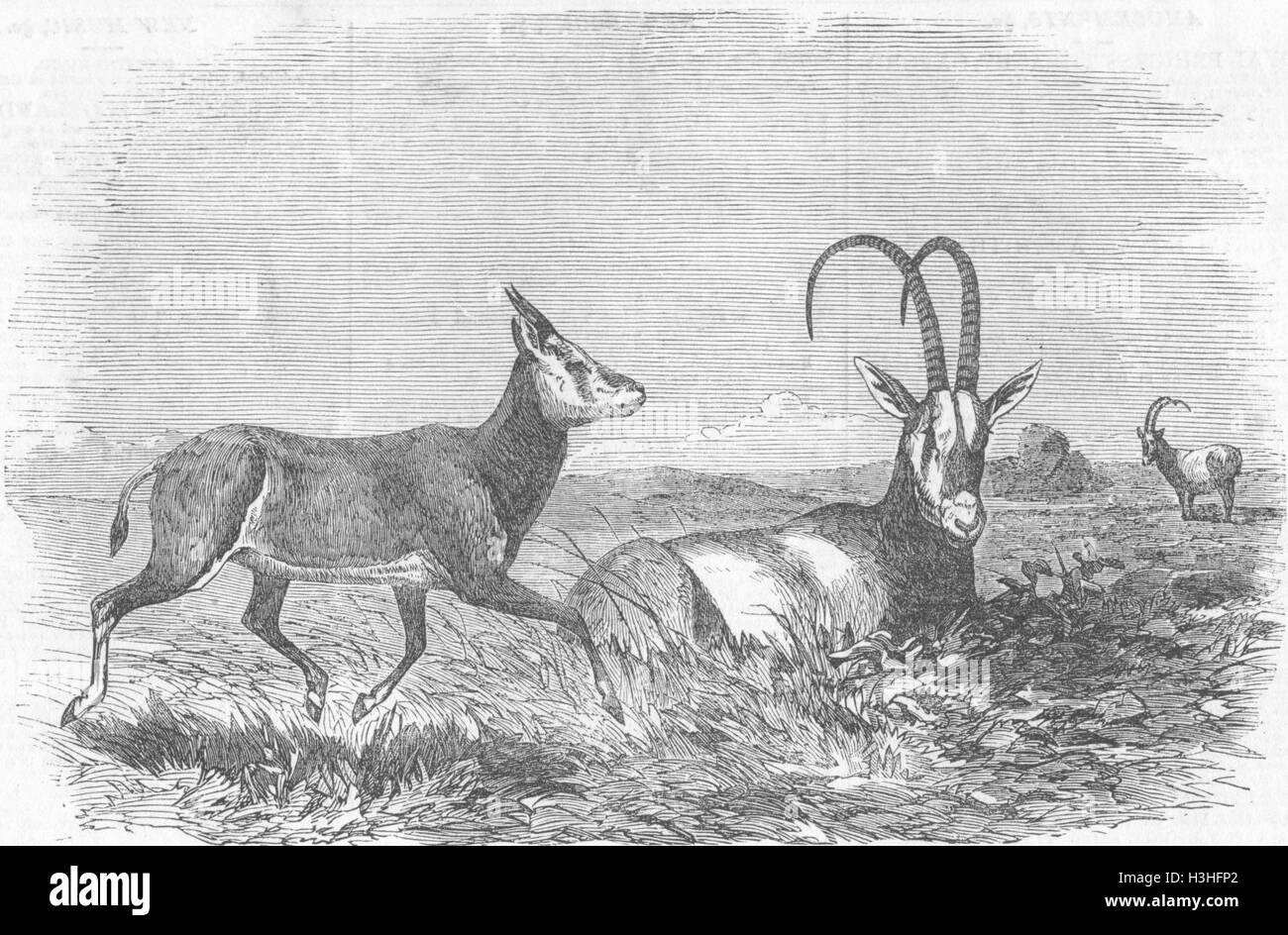 BOTANICAL Leucoryx and young 1852. Illustrated London News Stock Photo