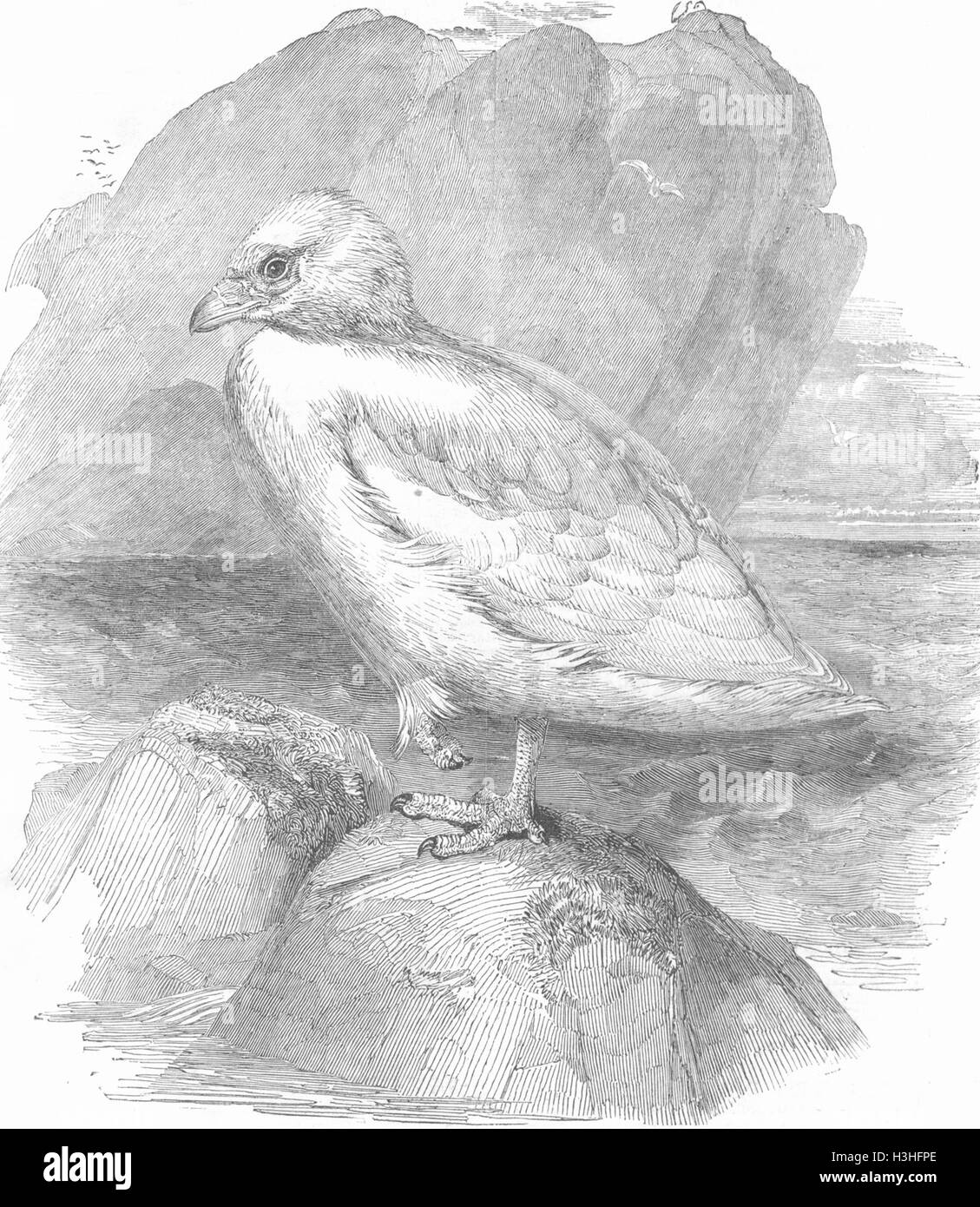 BIRDS The Snow-bird 1852. Illustrated London News Stock Photo