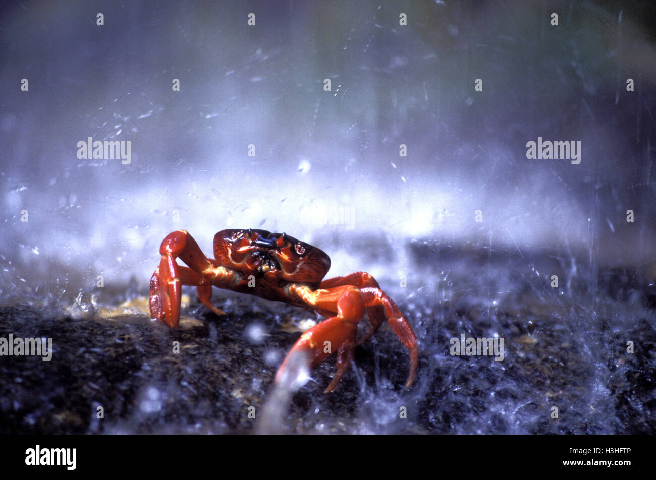 Christmas Island red crab (Gecarcoidea natalis) Stock Photo