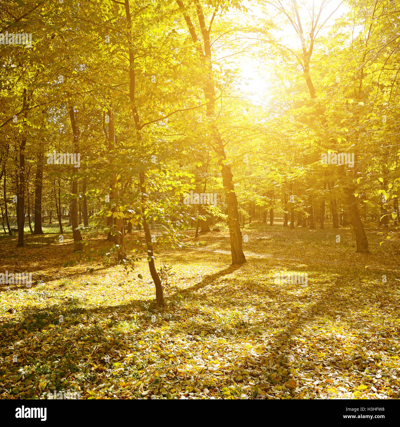 Rays of sun in autumn park Stock Photo