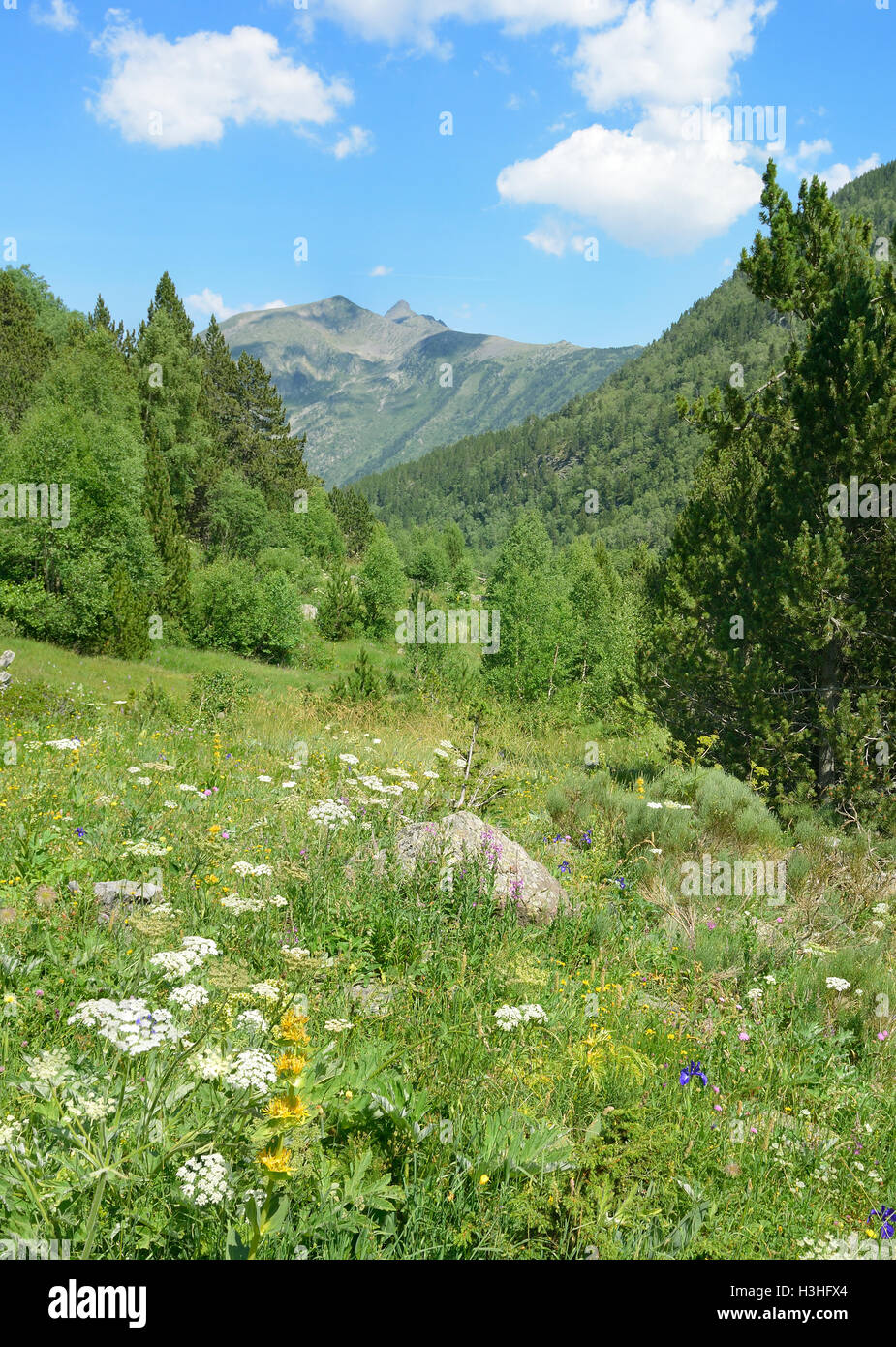 Beautiful meadow with flowers in the Pyrenees mountains. Andorra. Stock Photo