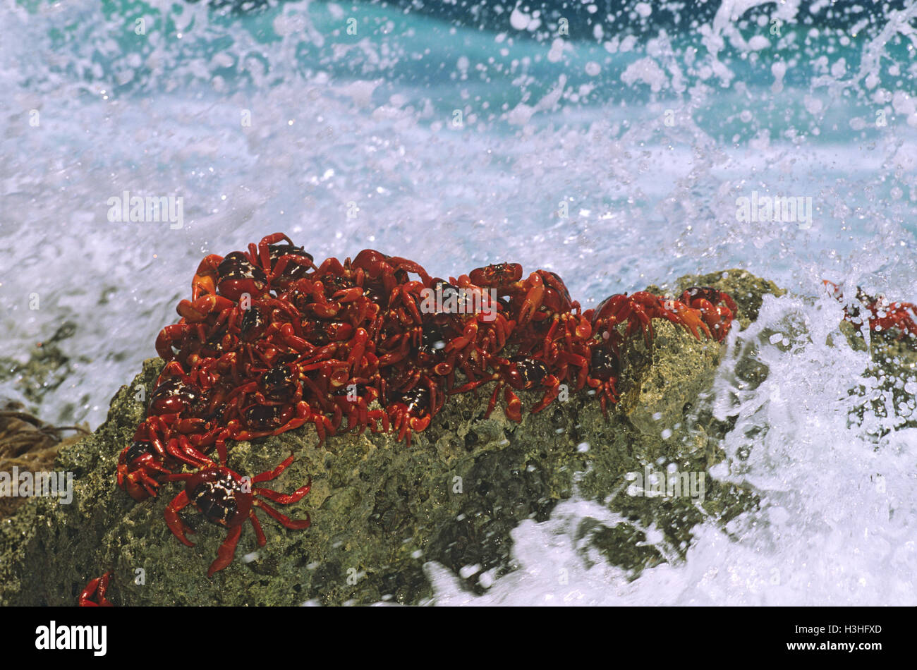 Christmas Island red crab (Gecarcoidea natalis) Stock Photo