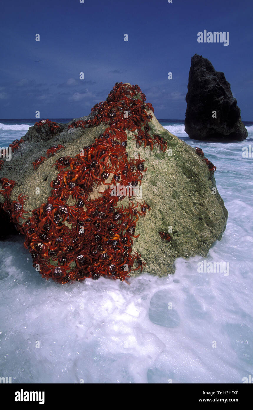 Christmas Island red crab (Gecarcoidea natalis) Stock Photo