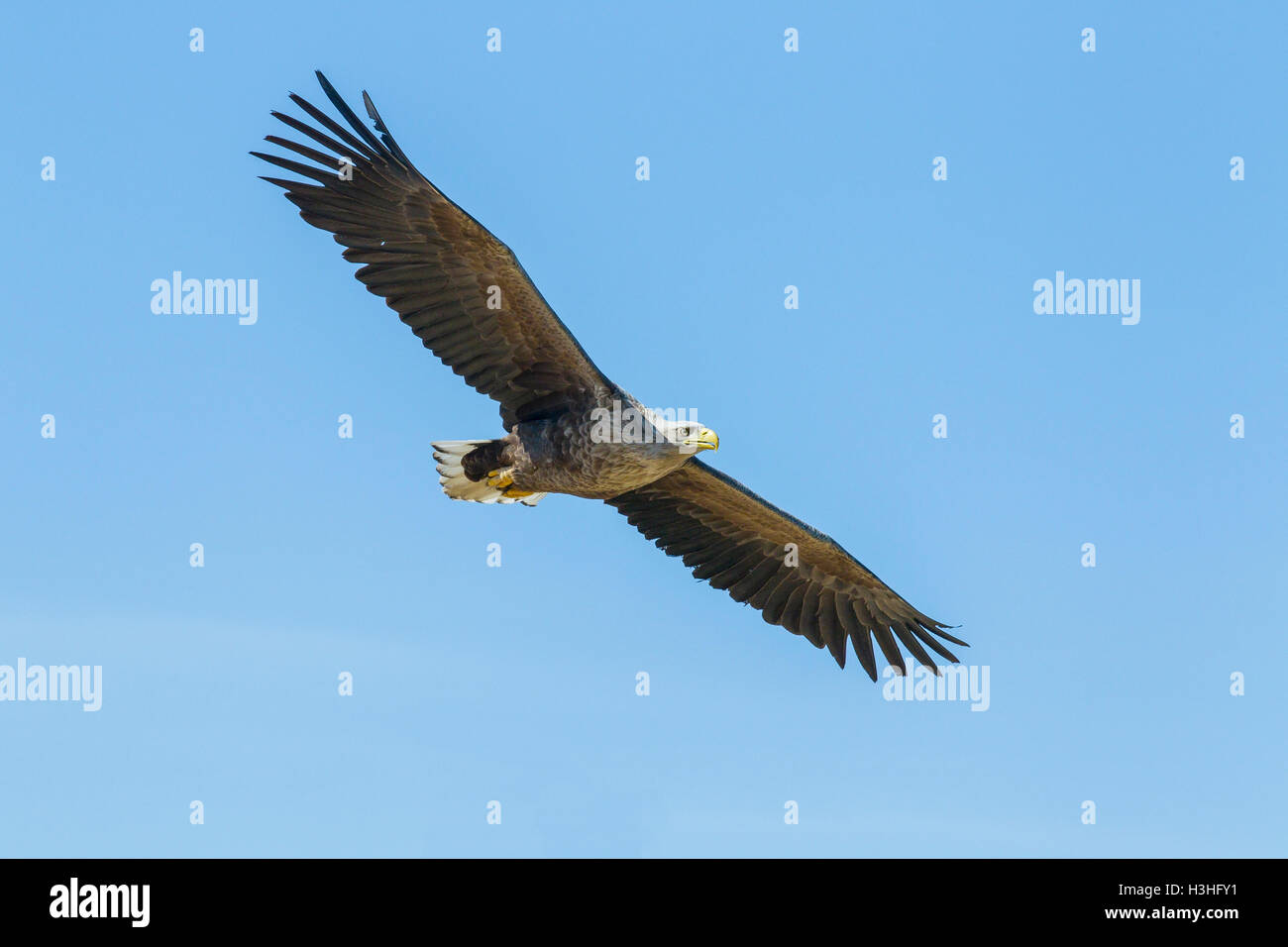 white-tailed sea eagle (Haliaeetus albicilla) adult in flight against blue sky, Norway Stock Photo