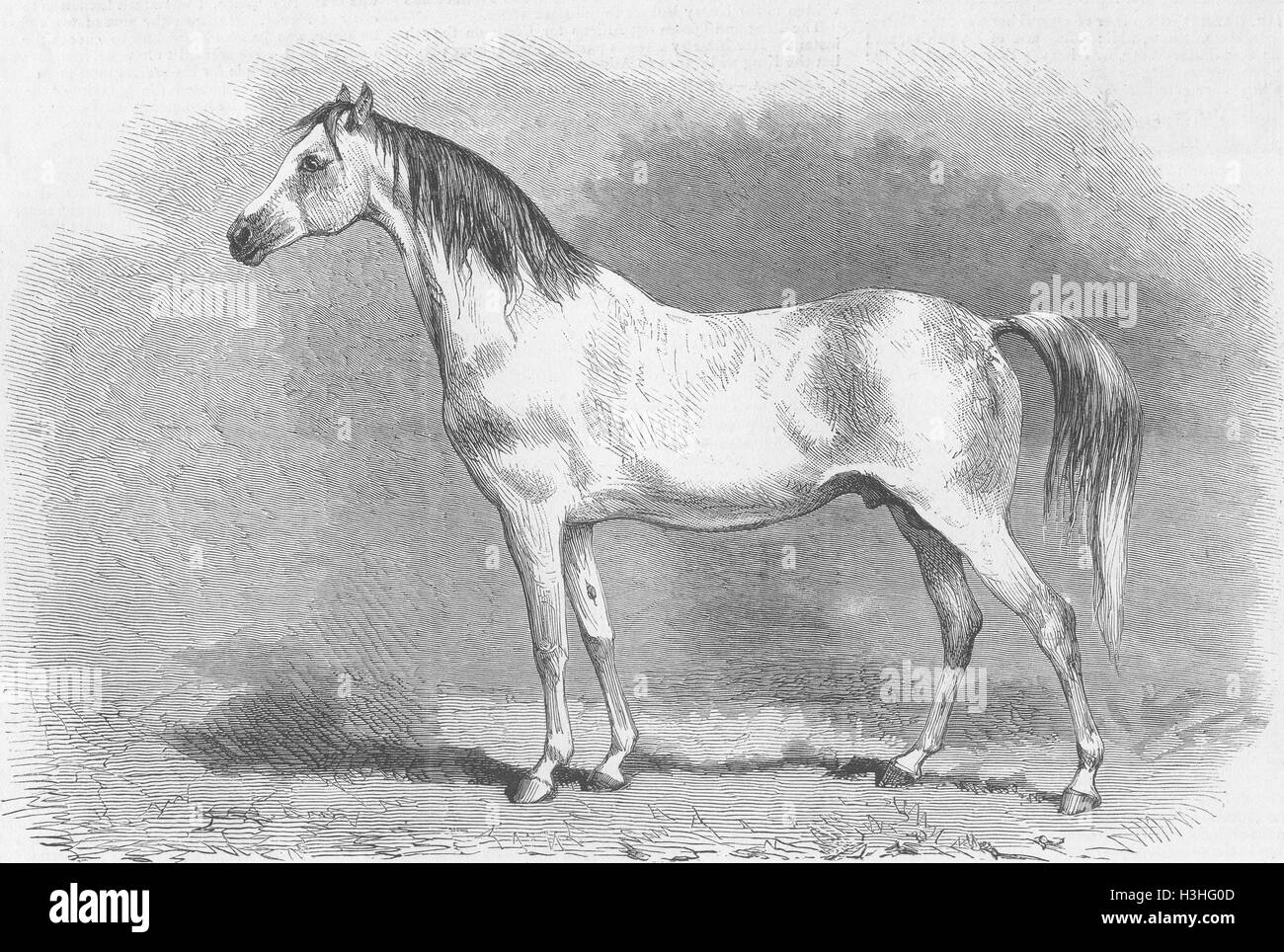 HORSES Peek's Arab Selim, Metropolitan horse show 1870. The Graphic Stock Photo