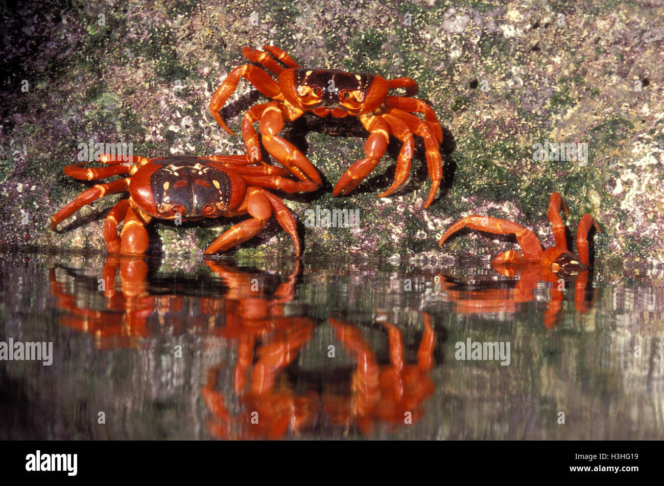 Christmas Island red crab (Gecarcoidea natalis) Stock Photo