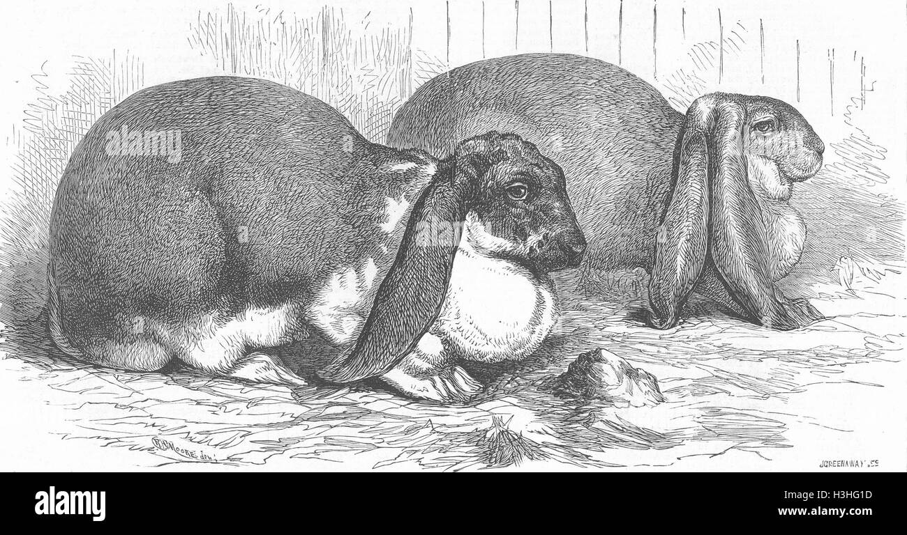 Point Boston Rabits RABBITS Prize, Boston show 1875. Illustrated London News Stock Photo ...