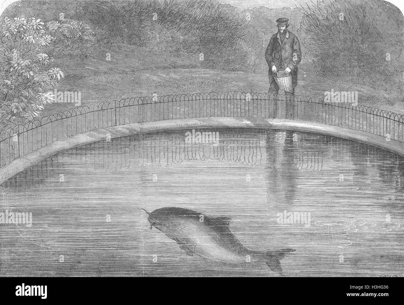 ANIMALS The Porpoise 1865. Illustrated London News Stock Photo