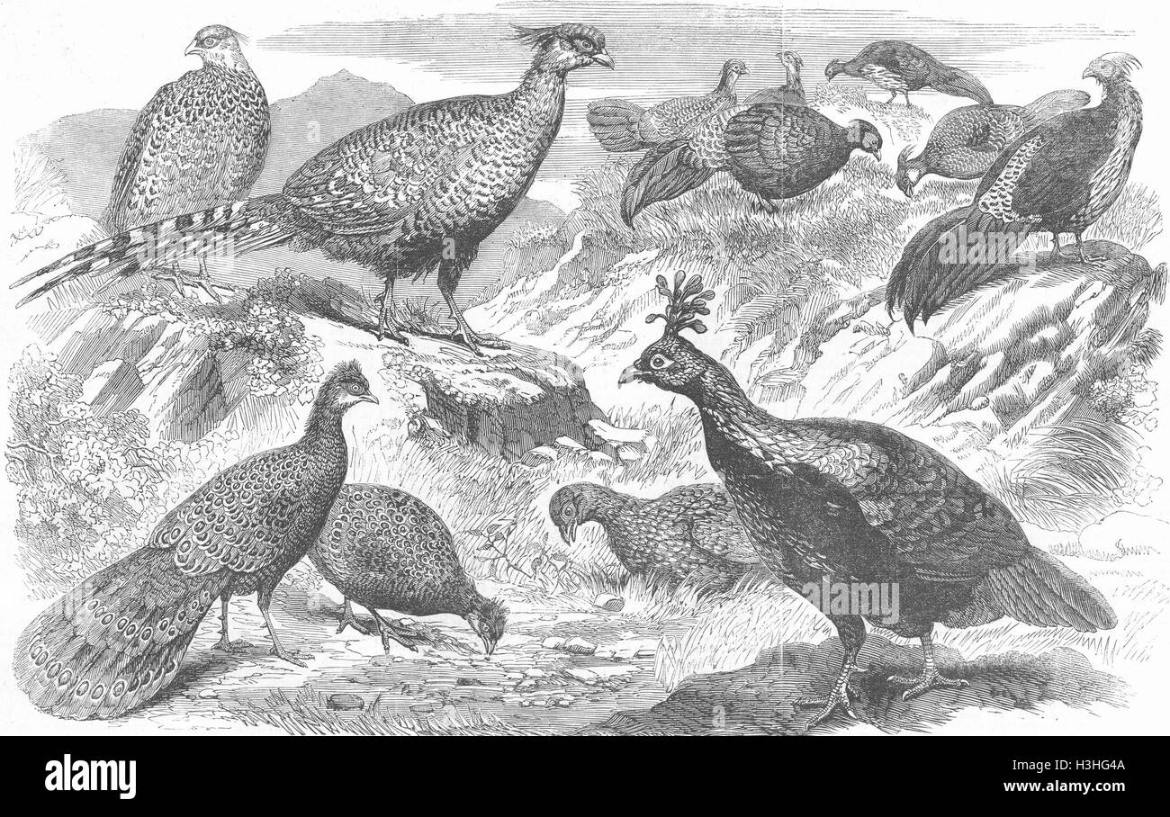 BIRDS Indian pheasants 1858. Illustrated London News Stock Photo