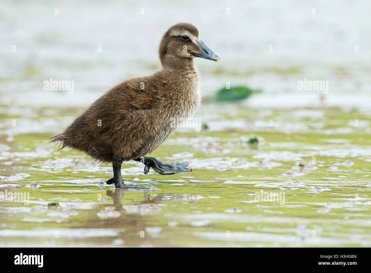 common eider (Somateria mollissima) duckling walking on mud at coast, Northumberland, England, UK Stock Photo