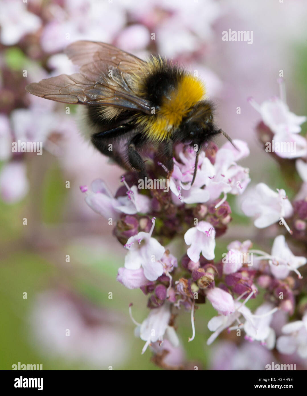 BUMBLEBEE on flower searching for nectar and pollen Stock Photo