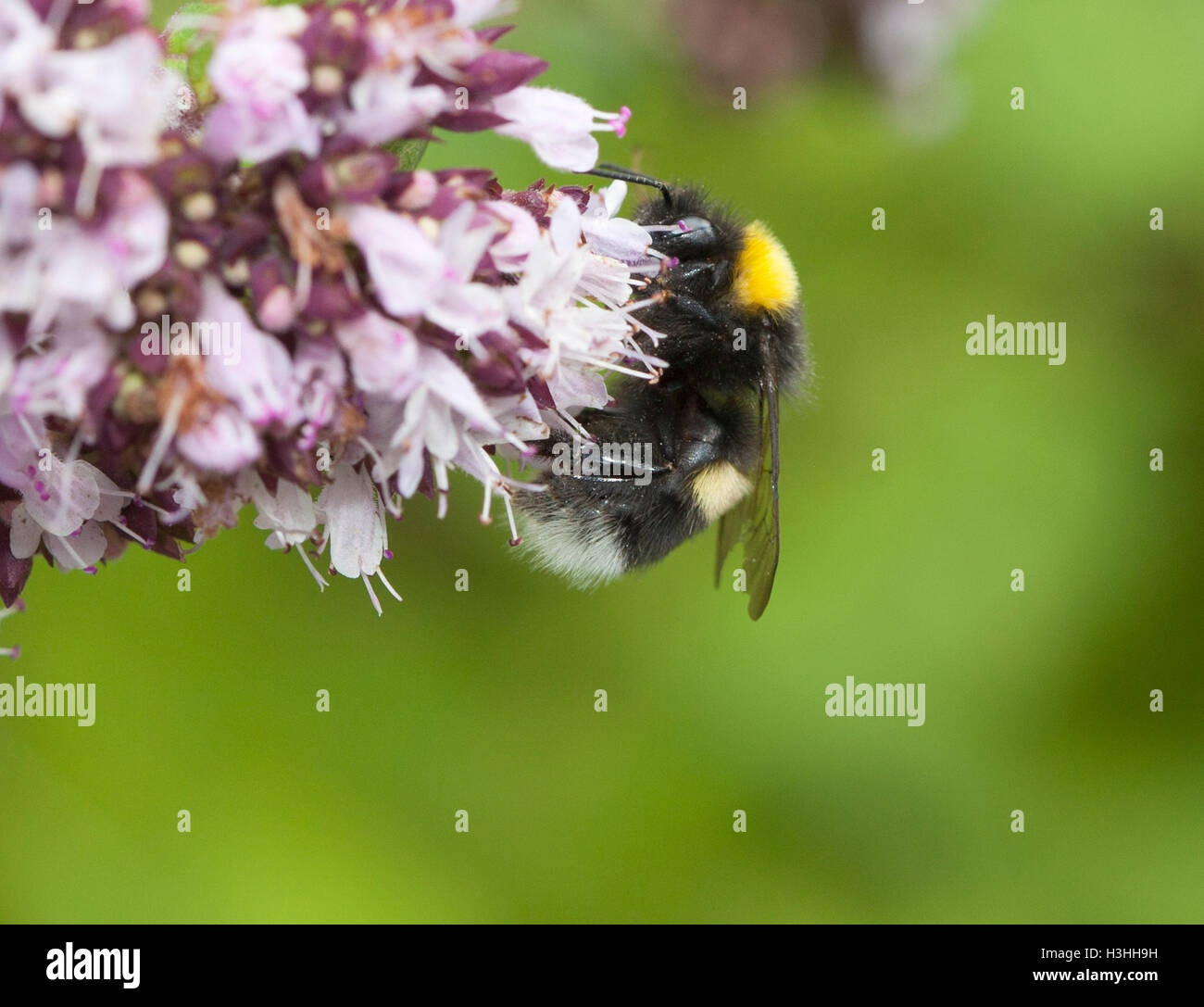 BUMBLEBEE on flower searching for nectar and pollen Stock Photo