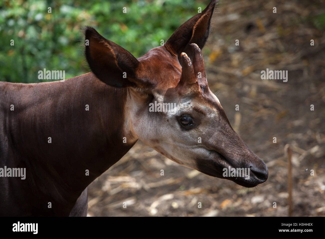 Okapi (Okapia johnstoni). Wildlife animal. Stock Photo