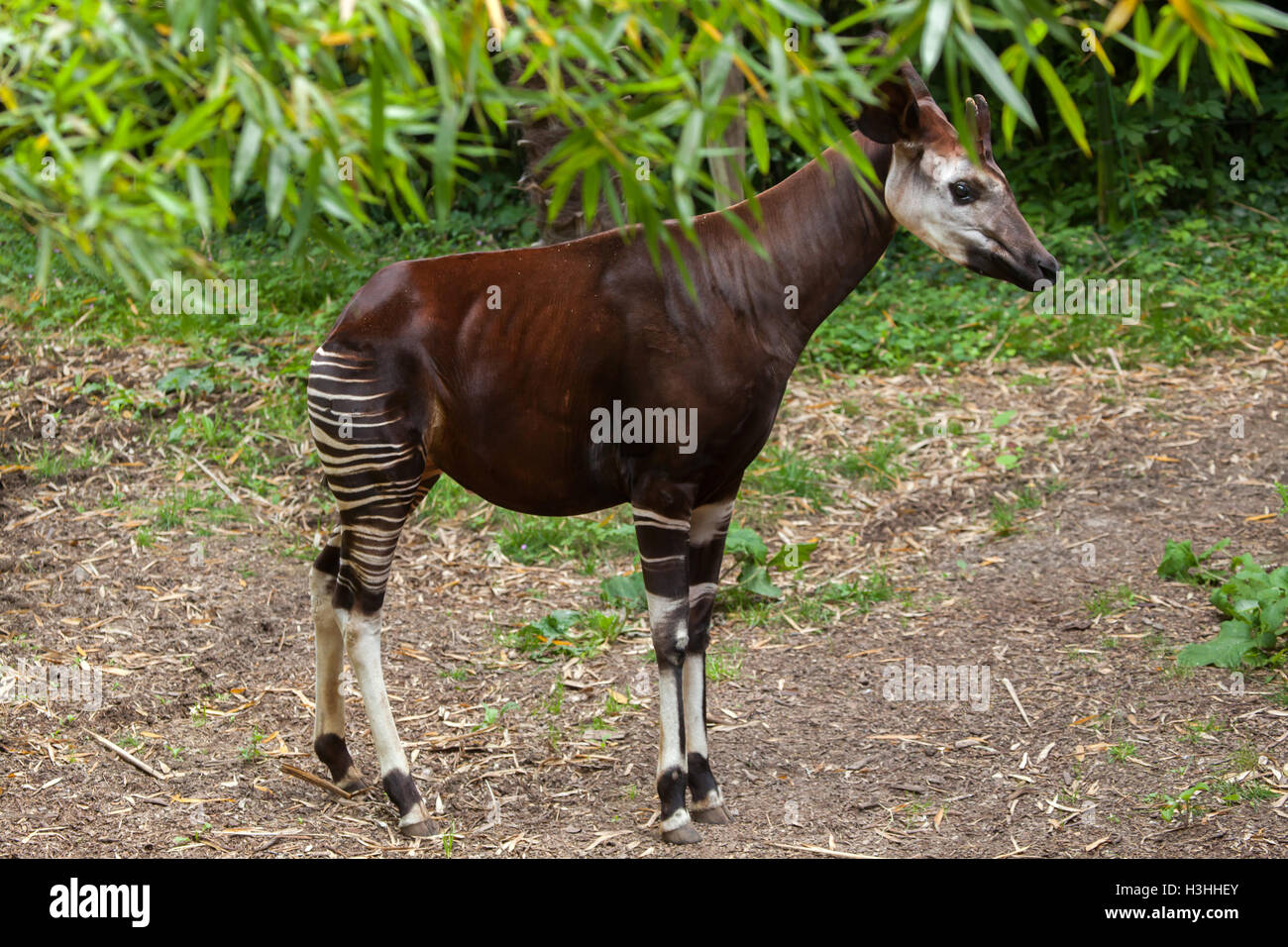 Okapi (Okapia johnstoni). Wildlife animal Stock Photo - Alamy