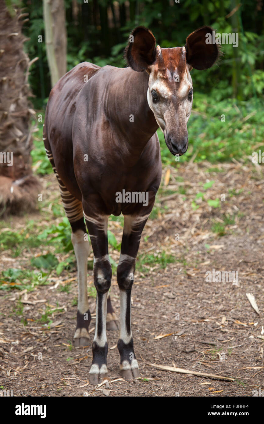 Congo rainforest animals hi-res stock photography and images - Alamy