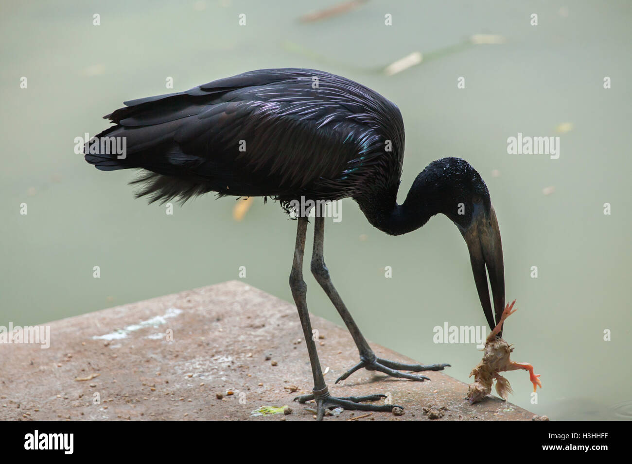African openbill (Anastomus lamelligerus) at Doue-la-Fontaine Zoo in Maine-et-Loire, France. Stock Photo