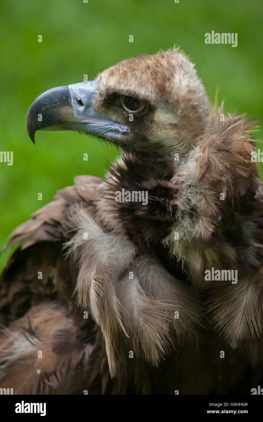 Cinereous vulture (Aegypius monachus), also known as the black vulture or monk vulture. Wildlife animal. Stock Photo