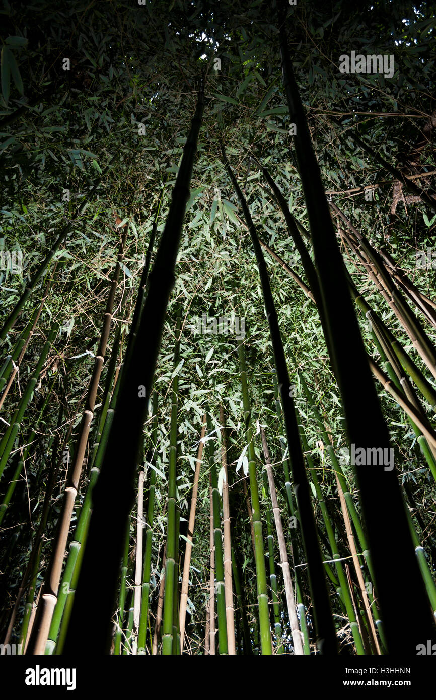 bamboo forest uplit high contrast Stock Photo