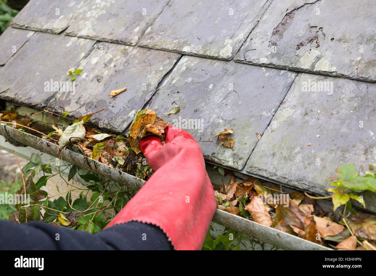 clearing gutter blocked with autumn leaves Stock Photo - Alamy