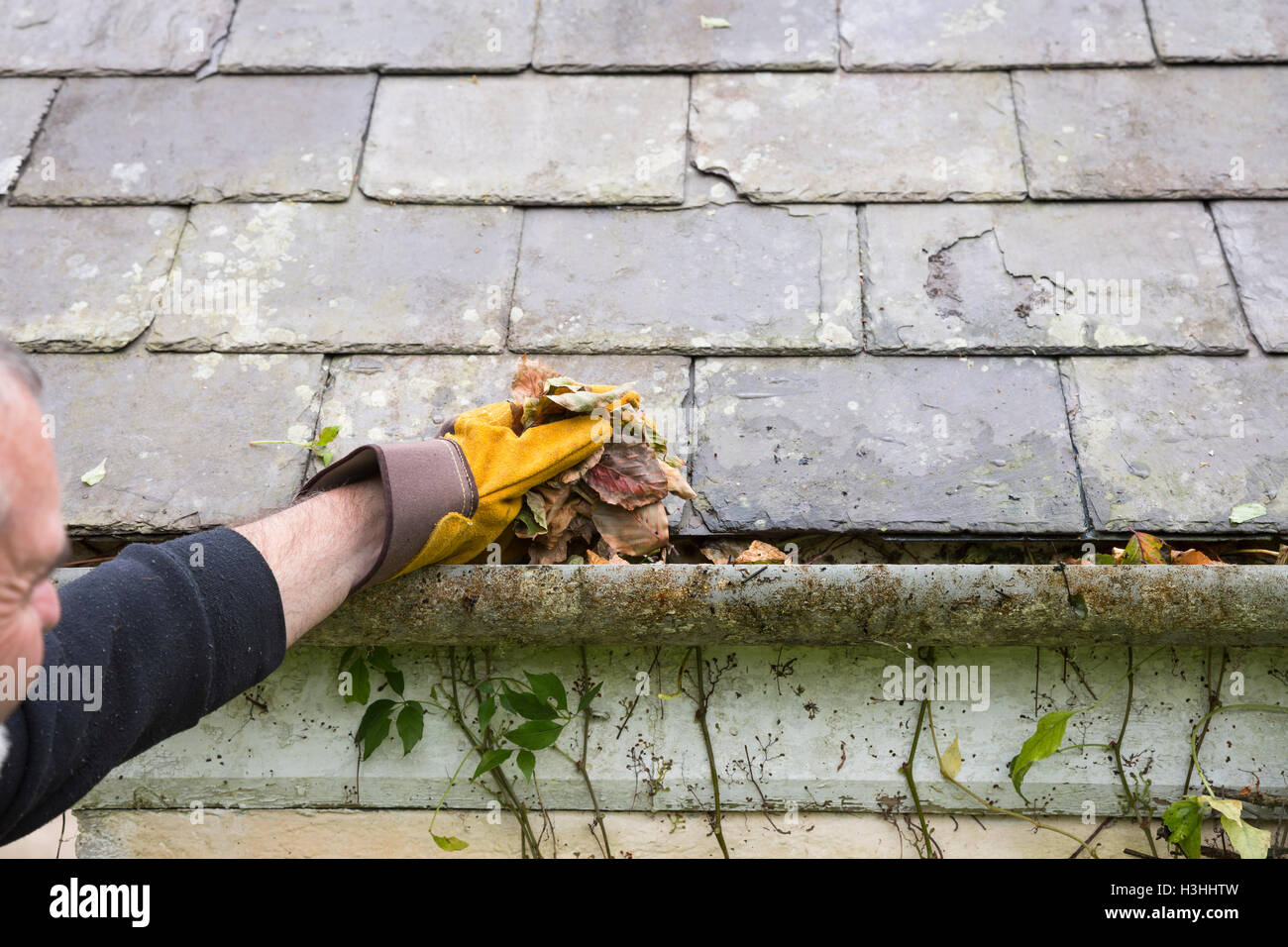 clearing gutter blocked with autumn leaves Stock Photo - Alamy
