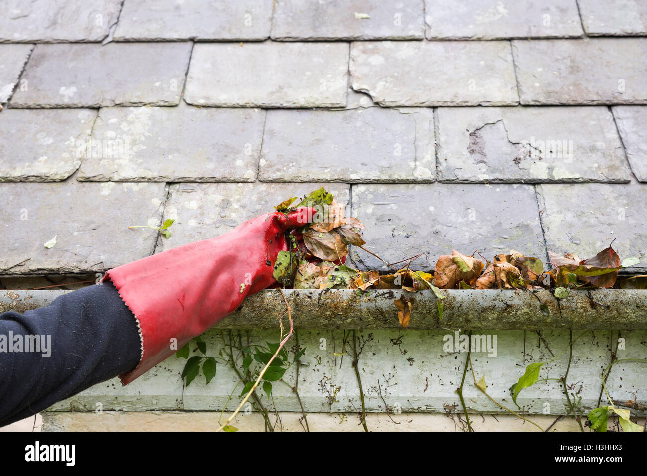 clearing gutter blocked with autumn leaves Stock Photo - Alamy