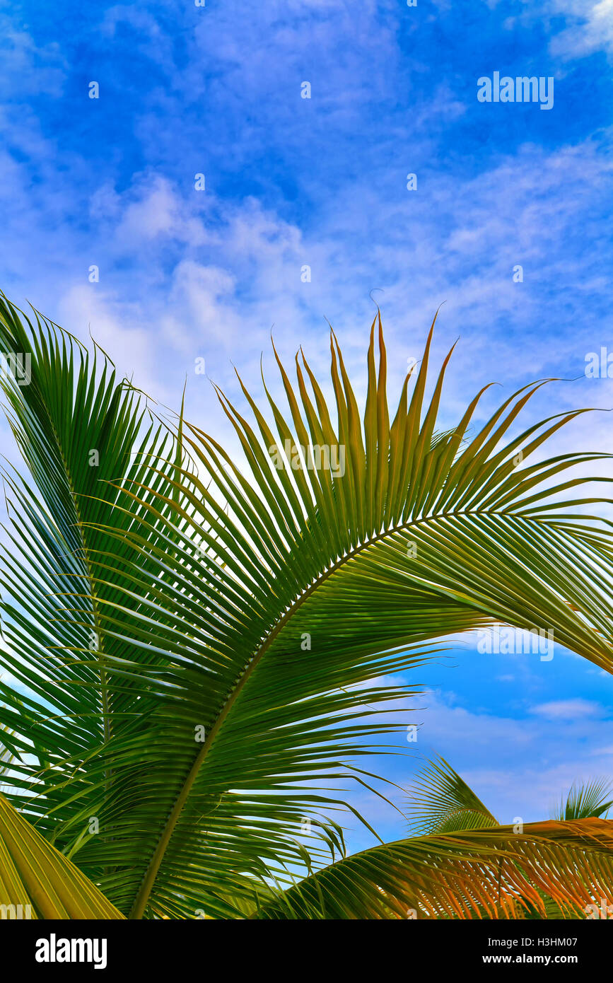 Palm tree with blue sky in background Stock Photo - Alamy
