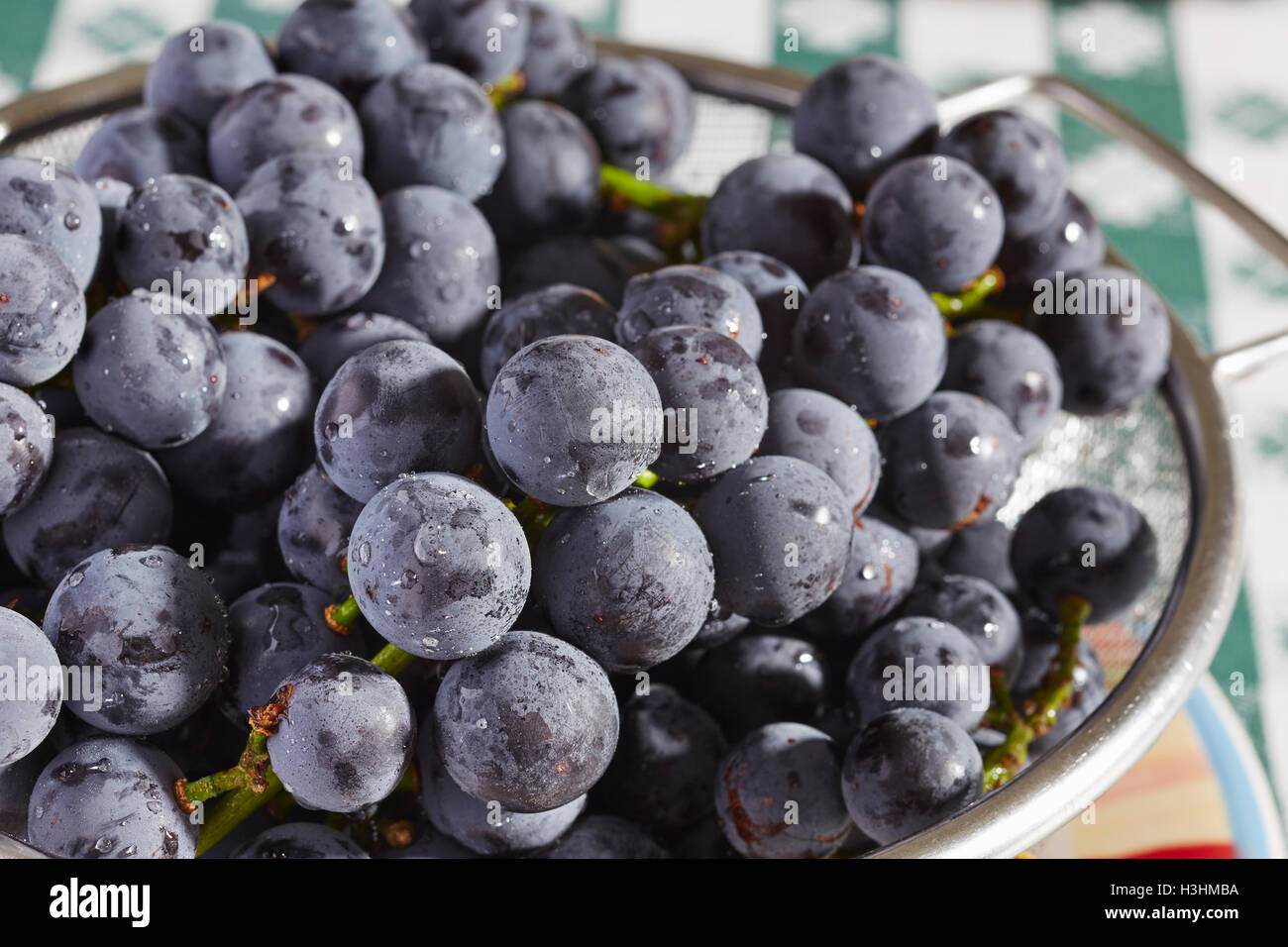 fresh, ripe Concord Grapes from Lancaster County, Pennsylvania, USA Stock Photo