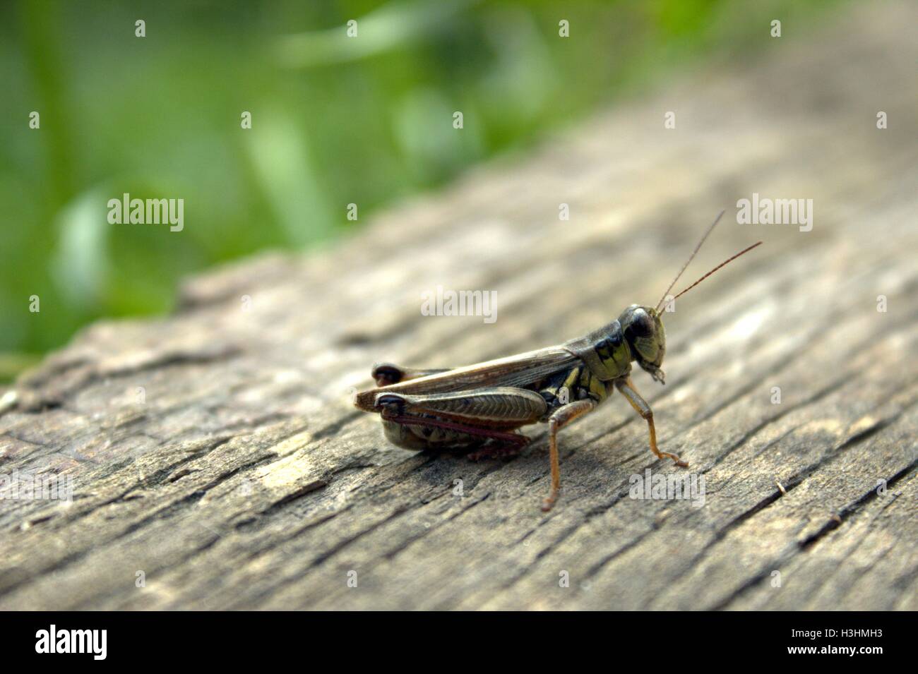 Grasshopper on a Wood Beam Stock Photo