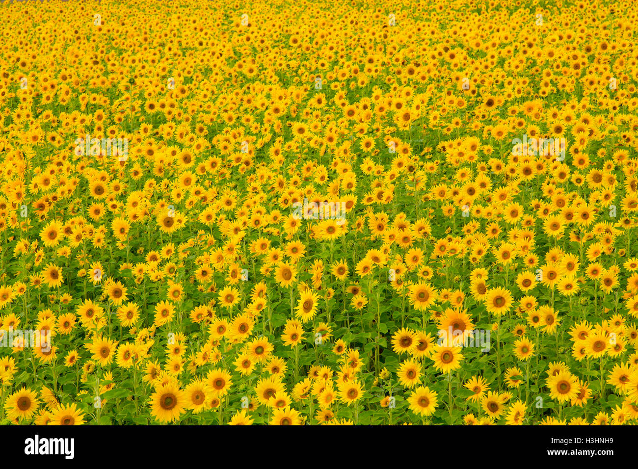 Field of sunflowers, many plants, yellow Stock Photo Alamy