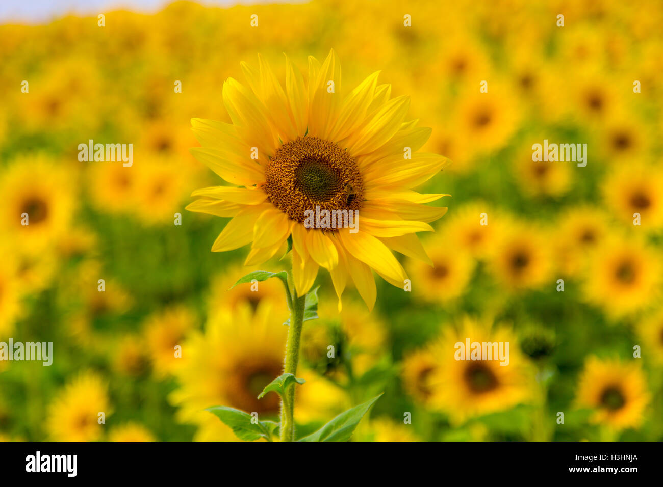 Field of sunflowers, many plants, yellow Stock Photo - Alamy