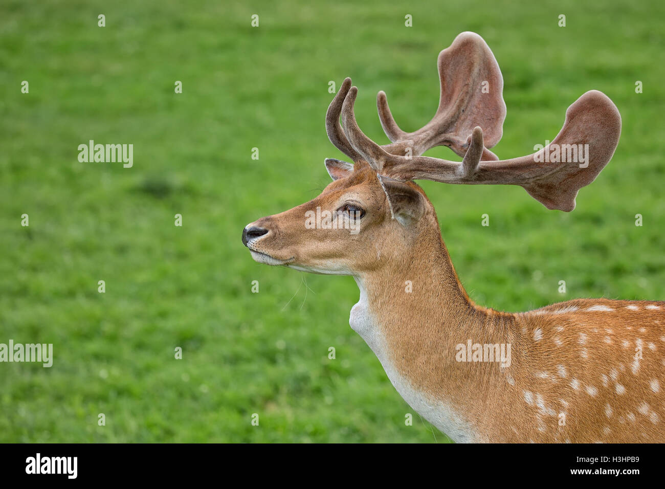 Fallow deer in a clearing, a portrait Stock Photo