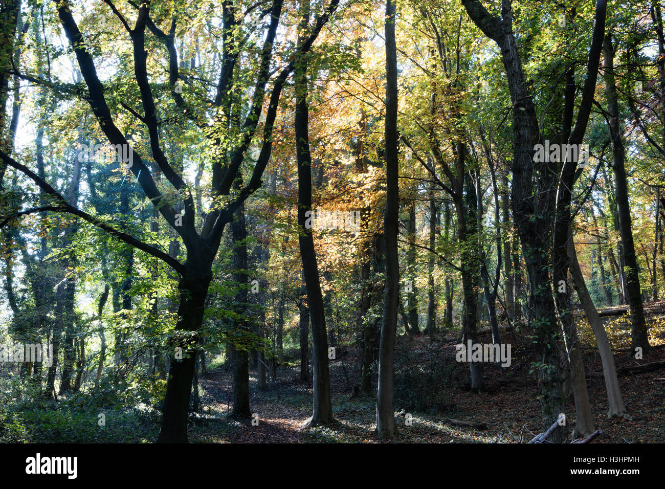 Beech Woods, Standish, Stroud Gloucestershire Stock Photo