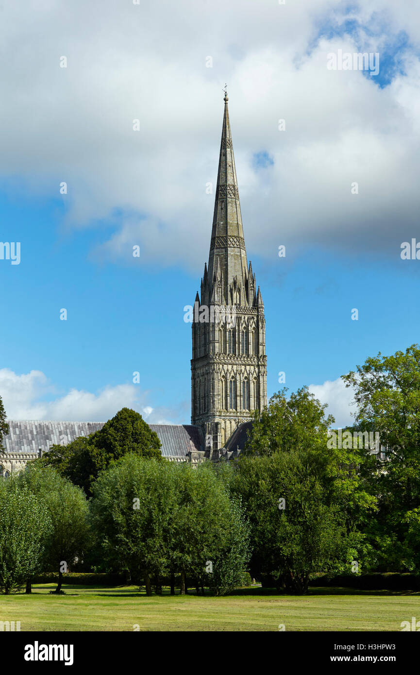 Salisbury Cathedral with trees in foreground from West Walk Stock Photo