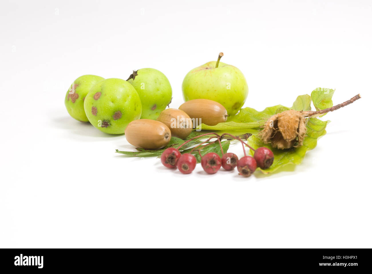 Crab apples. acorns, hawthorn berries and beech nut on a white background. Stock Photo