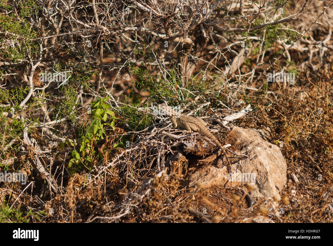 Wild brown lizard basking on the stone at sunset. Cavo Greco. Cyprus. Stock Photo