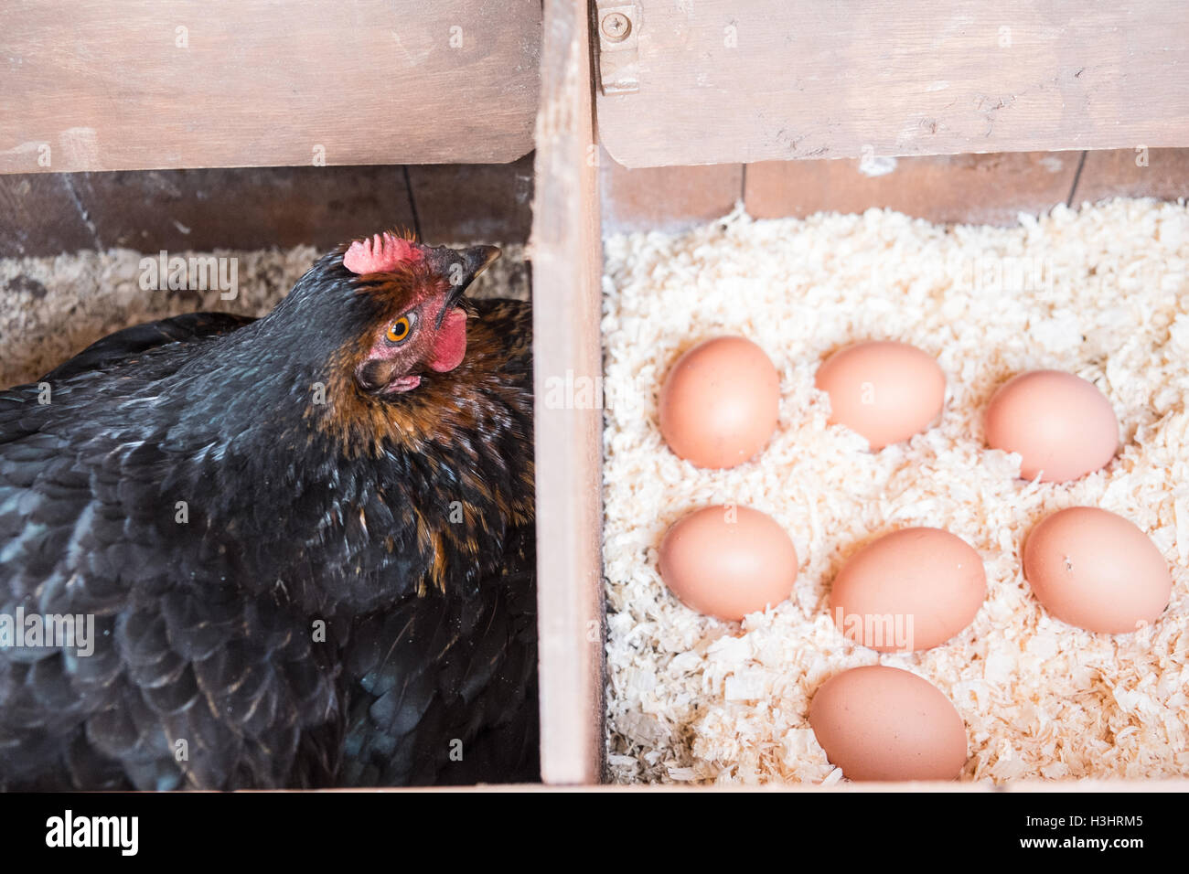 My chicken in her nest box with recently layed eggs in my small garden for my personal use,usage,in rural village,West,Wales. Stock Photo