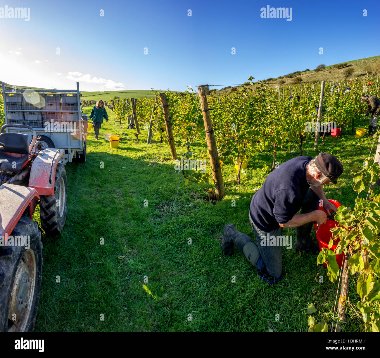 Grape pickers Enjoying The Autumn Sunshine At Breaky Bottom Vineyard grape-pickers-enjoying-the-autumn-sunshine-at-breaky-bottom-vineyard